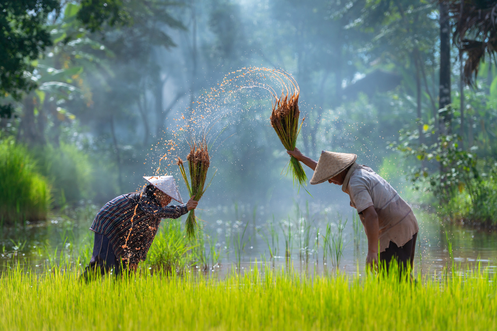 インドネシアの農家