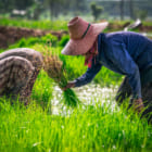 農家と小売を直接つなぐ。農業サプライチェーン透明化を目指すインドネシアのソーシャルスタートアップ2社の挑戦