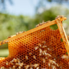 ハチ激減をストップ。都会の自宅でできたての蜂蜜を収穫できる「b-box」