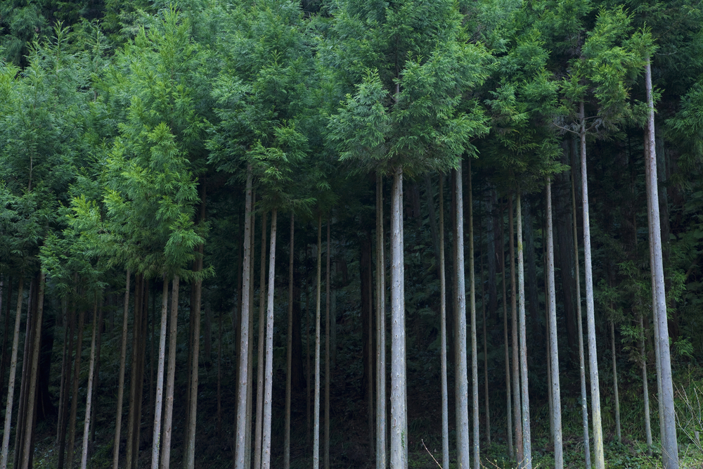 日本の人工林の画像