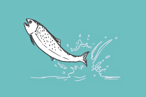 ダムと魚の共存で生態系を守る。鮭を川の上流に高速輸送させる「Fish Passage」