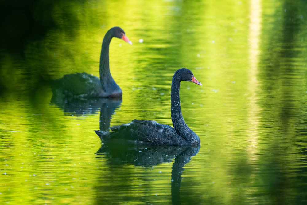 green-swan