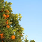 オレンジをクリーンエネルギーに変える、セビリアの計画