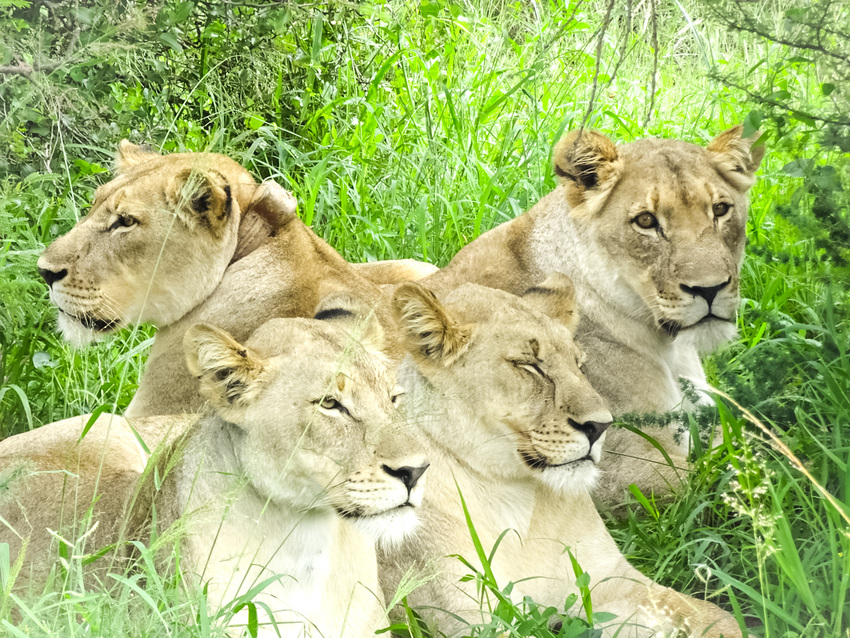 南アフリカのライオンたち