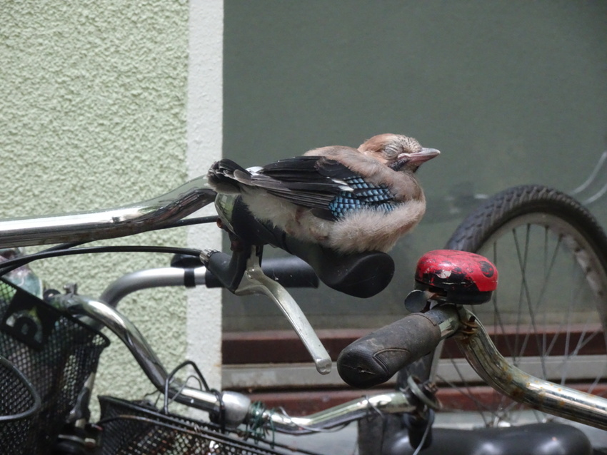 自転車に止まる鳥