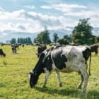 ニュージーランド、牛の「げっぷ税」を導入へ