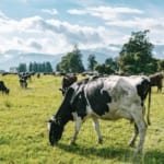 ニュージーランド、牛の「げっぷ税」を導入へ width=
