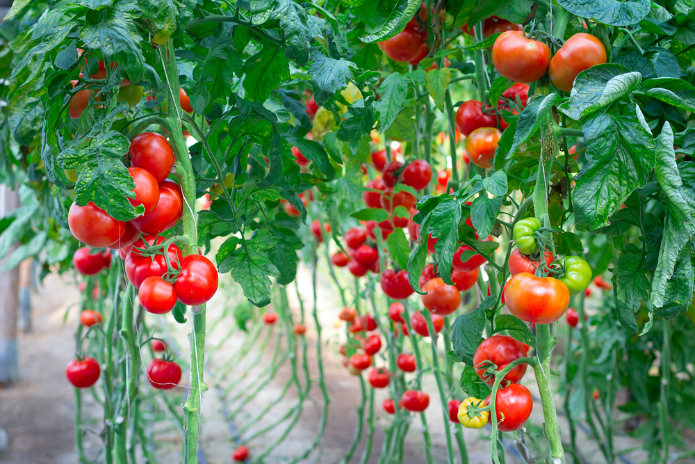 農業とテクノロジーを融合させ、砂漠の中でトマトを耕作する「Sundrop農場」