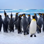ペンギンの見た戦争。フォークランド諸島の硬貨に託された「羨望の念」とは？ width=