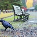 カラスが街を綺麗にする。吸い殻を入れると餌が出る「Crowbar」 width=