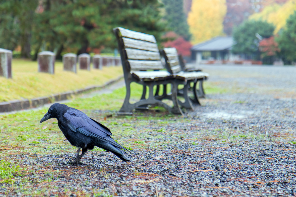 カラスが街を綺麗にする。吸い殻を入れると餌が出る「Crowbar」