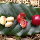 徳之島発、自然と共生するオーガニックコーヒー農園プロジェクト
