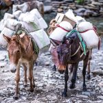 ヨルダン観光の闇、動物労働に終止符を。観光客を「呼ばない」キャンペーン width=