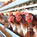本当にエシカルな鶏肉を選べる、フランス大手スーパーのブロックチェーン活用法 width=