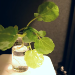 植物がランプに変身。植物を発光させて、本を読もう width=