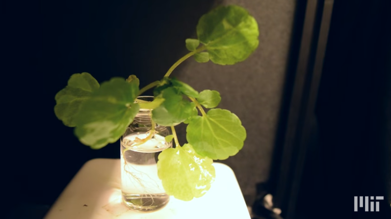 植物がランプに変身。植物を発光させて、本を読もう