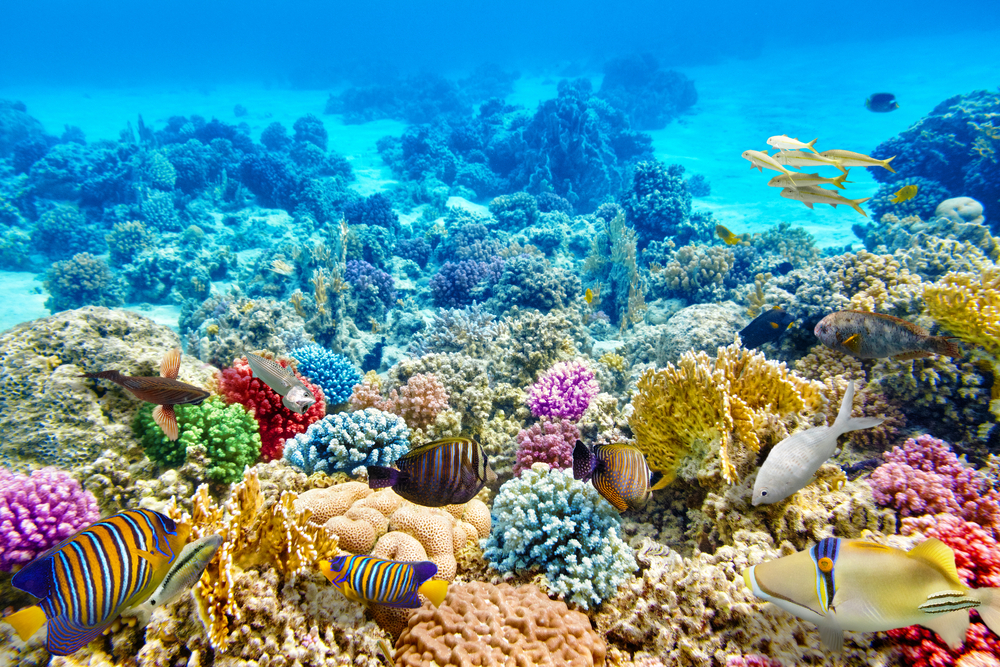 サンゴ礁に有害な日焼け止めを禁止するハワイ