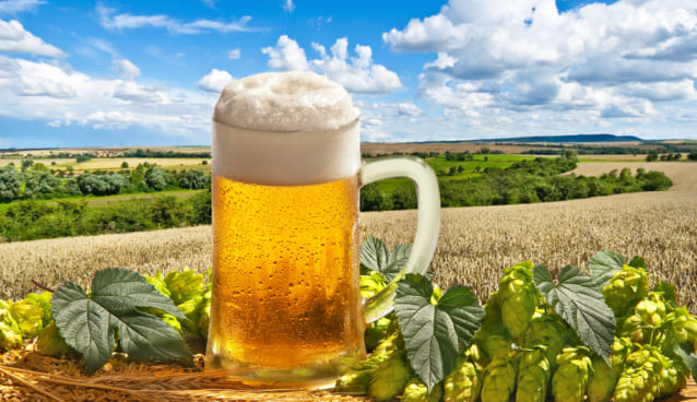 ビールの入ったジョッキが畑の真ん中に置いてある