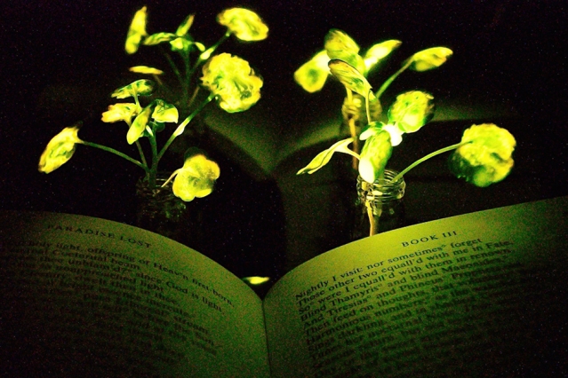 光る植物ランプ