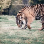 日本の裁縫業者がWWF、阪神タイガースとのタイアップで「虎の保護活動キャンペーン」を展開 width=