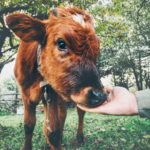 今年の抱負に“ヴィーガン”はいかが？決意の「1月」に着目したヴィーガン支援サイトVeganuary width=
