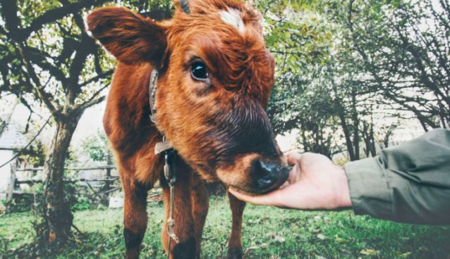 cow