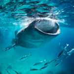 港のごみを食べる。ジンベイザメ似の水上ドローンWasteShark width=