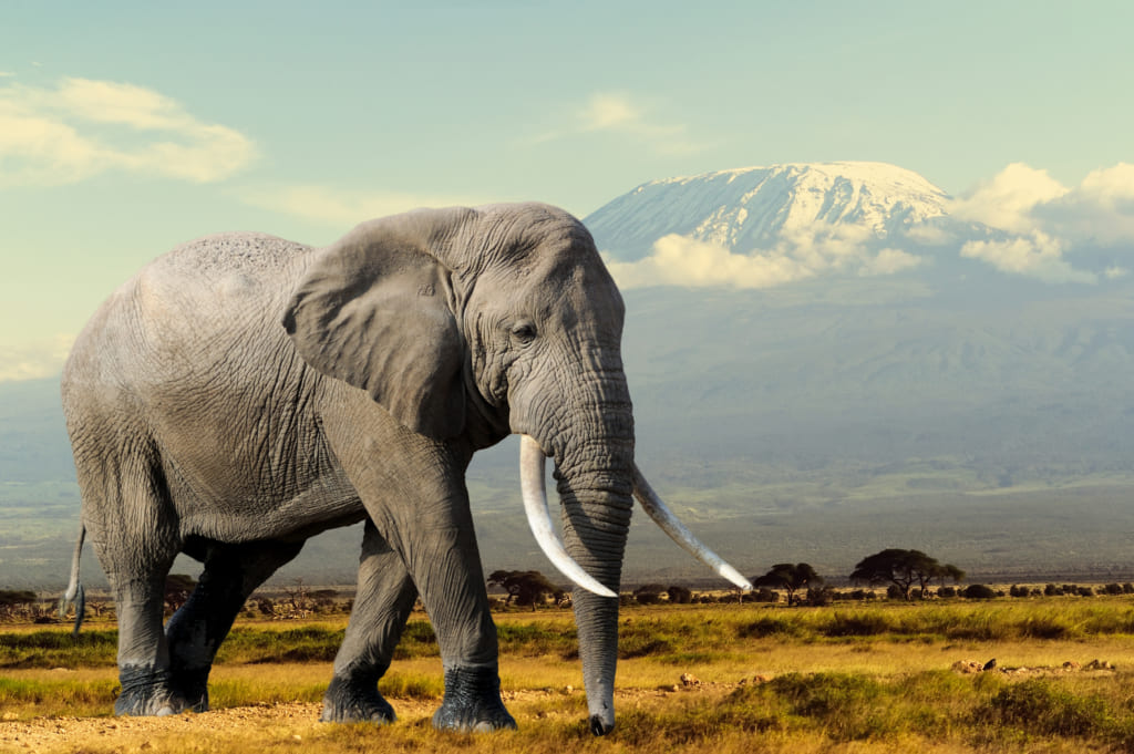 象を絶滅から守る。身につけて訴えるジュエリー「Tiffany Save the Wild」コレクション