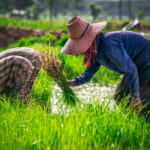 農家と小売を直接つなぐ。農業サプライチェーン透明化を目指すインドネシアのソーシャルスタートアップ2社の挑戦 width=