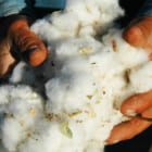 綿の製造過程で大量に廃棄されるゴミをバイオプラスチックに変える、豪大学の研究