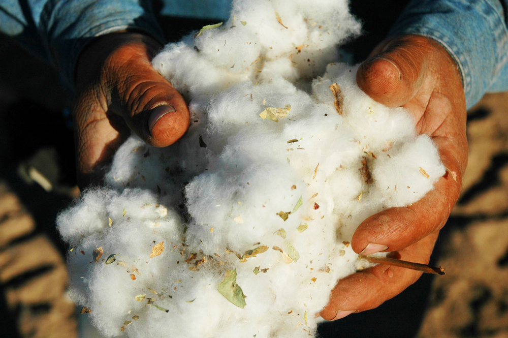綿の製造過程で出る廃棄物をバイオプラスチックに変える技術
