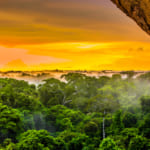 いま、地球が燃えている。アマゾンの森林火災をリアルタイムで確認できる地図「Global Forest Watch」 width=