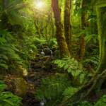 【まとめ】#ActforAmazonas 森林破壊を防ぐために私たちができる5つのこと width=