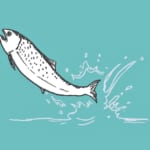 ダムと魚の共存で生態系を守る。鮭を川の上流に高速輸送させる大砲「Fish Passage」 width=