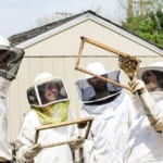 石炭から養蜂へ。米国で最も貧しい州が挑む、環境も経済も回復させる新産業 width=