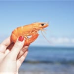 エビの殻と果物のゴミをアップサイクル。エコに「キチン」を作る方法 width=