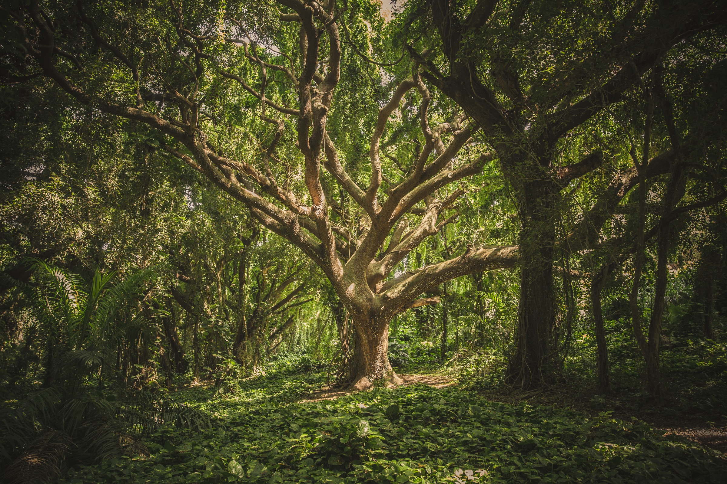 phytoremediation