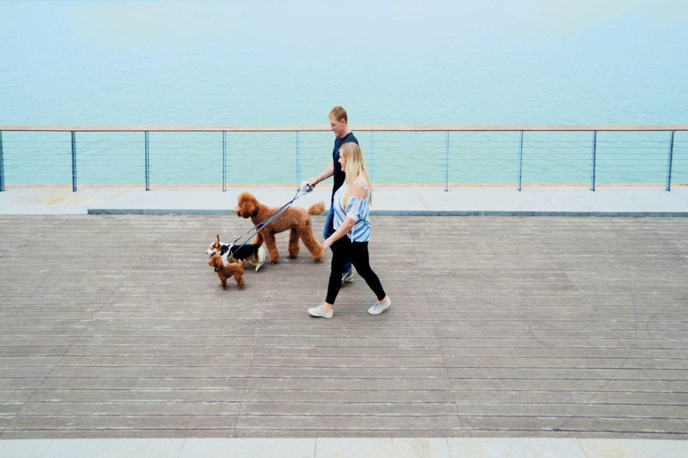 愛犬との散歩を快適でスマートに。オールインワンの犬用首輪・リード「GoGoLeash」