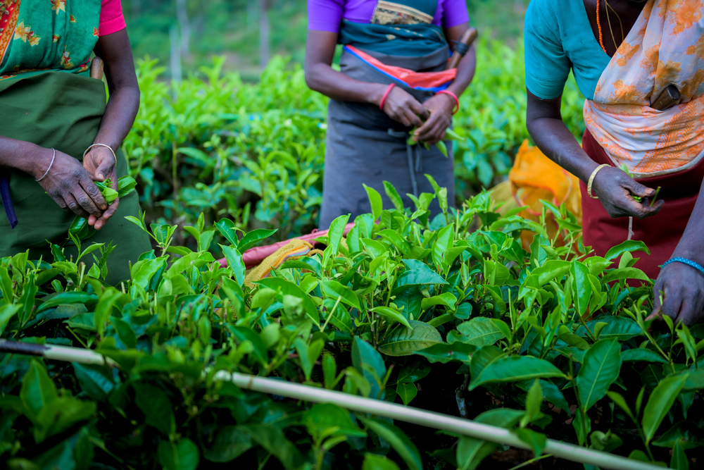 agricultural producer