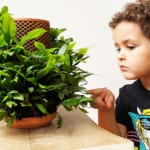 必要なのは水だけ。鉢の外側で観葉植物を育てる次世代のプランター width=