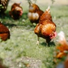 印字された農場名を入力すると、鶏の平飼い農場にVRでリモート訪問できる卵パック