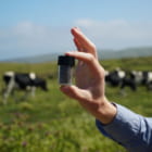「藻」で牛のメタンガスを減らす。世界が注目するスウェーデンの気候変動テック
