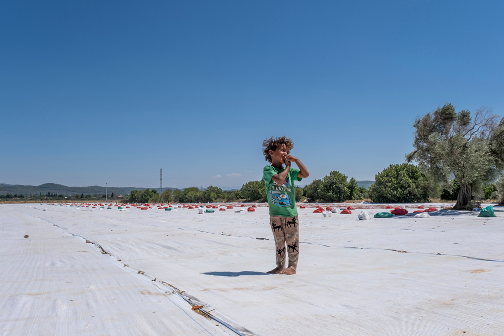 シリア難民キャンプでの自給自足に道ひらく。マットレスをつかった水耕栽培