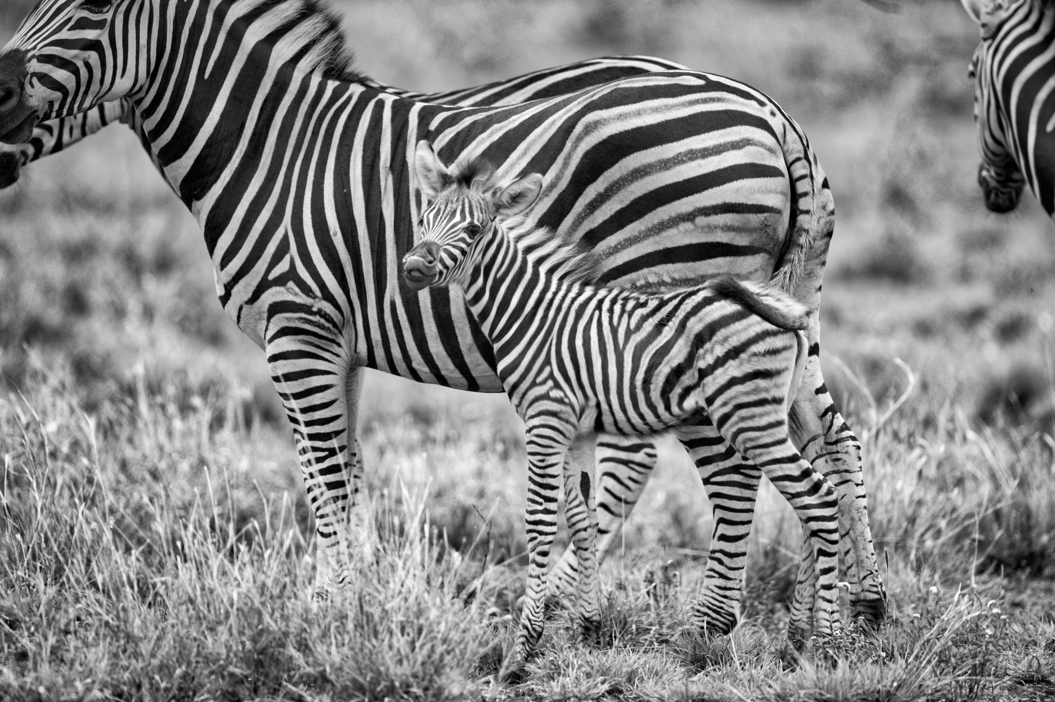 pexels-frans-van-heerden-720298 Zebra
