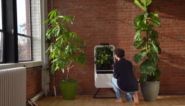 空気をキレイにする観葉植物