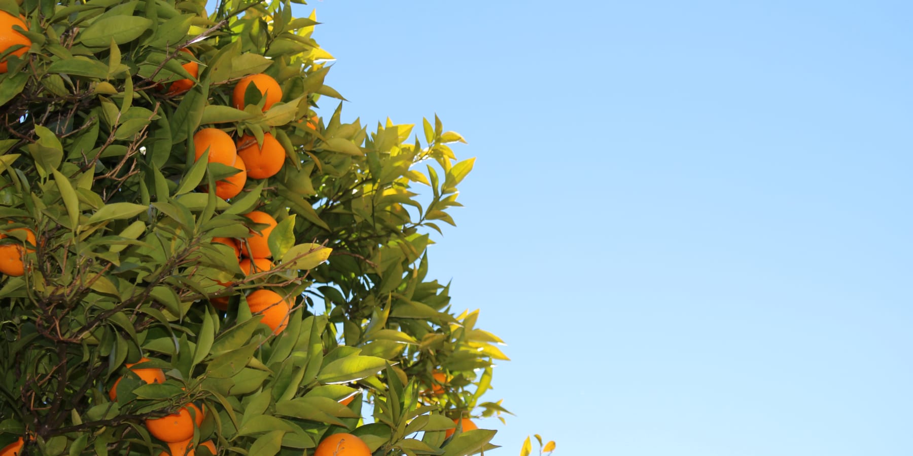 苦いオレンジをクリーンエネルギーに変える、セビリアの計画
