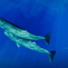 持続可能な開発の先にある「リジェネラティブ開発」とは？繁栄をもたらす新しいナラティブ