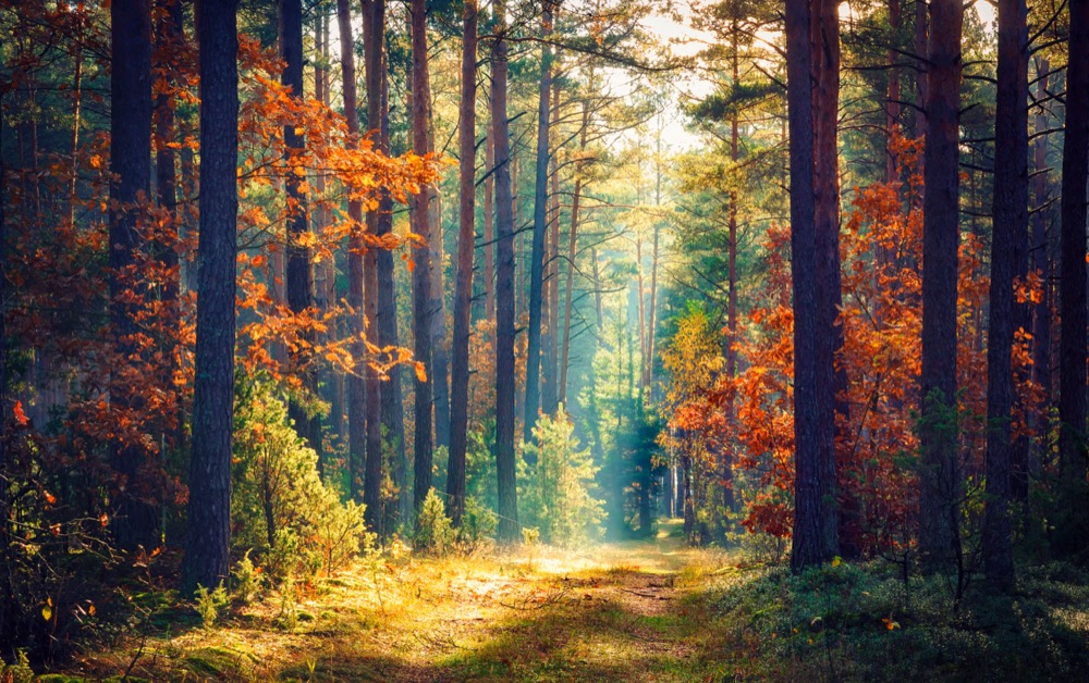 秋の森