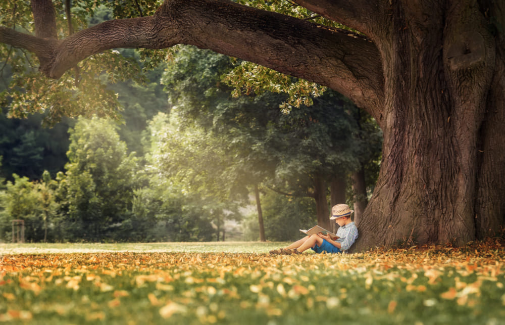 Little,Boy,Reading,A,Book,Under,Big,Linden,Tree 木