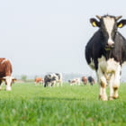 牛の糞尿で再エネづくり。アメリカの農場で進む「バイオ」な実験とは？